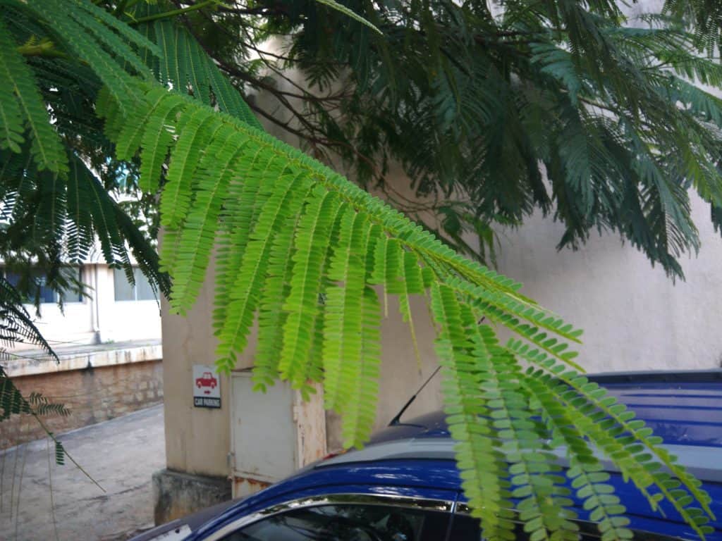 Asus Zenfone 3 Max Camera Samples - 8 Zenfone 3 max camera HDR