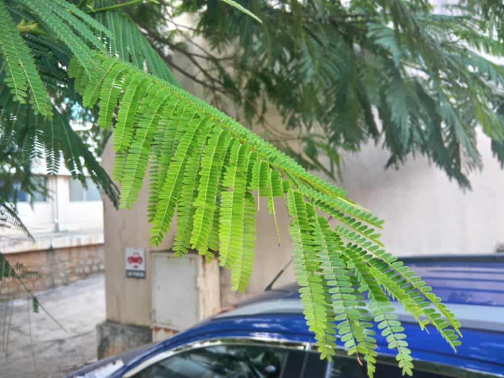 Asus Zenfone 3 Max Camera Samples - 9 Asus Zenfone 3 Max Camera Samples - 1
